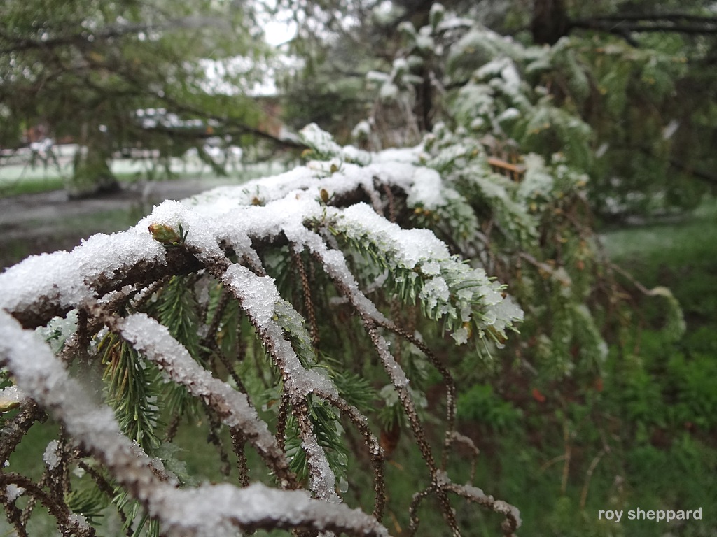Mother's Day snow May 10, 2015 Jamestown, ND  - CSi Photos